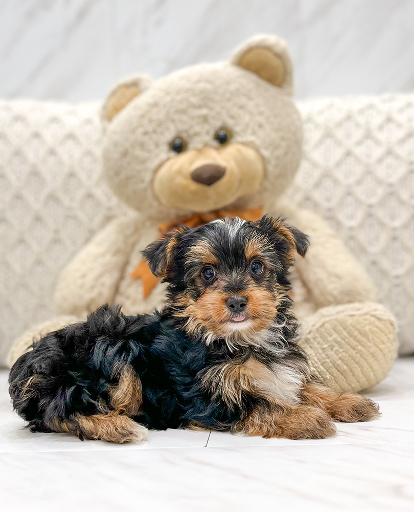 Christ,Yoder, dog, breeder, show, ribbons, South Haven, MN, Minnesota, dog-breeder, puppies, for, sale, kennel, kennels, Golden Retriever, puppy, mill, puppymill, show, handler, aca, ica, none